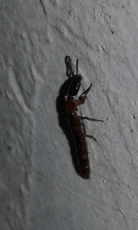 Staphylinidae: Xantholinus sp. cfr. elegans